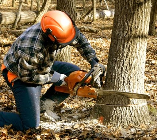 Tree Removal in Lone Rock, WI